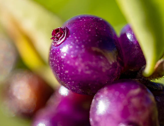 Acai Berries