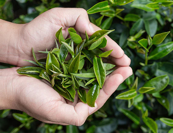 Green Tea Leaves